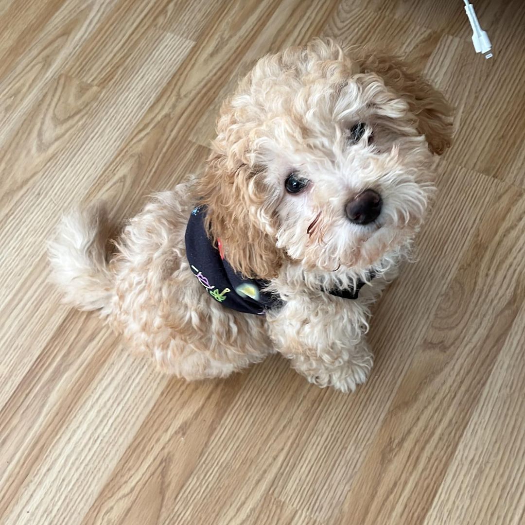 Maltipoo Puppies For Sale