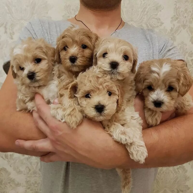 Maltipoo puppies for sale