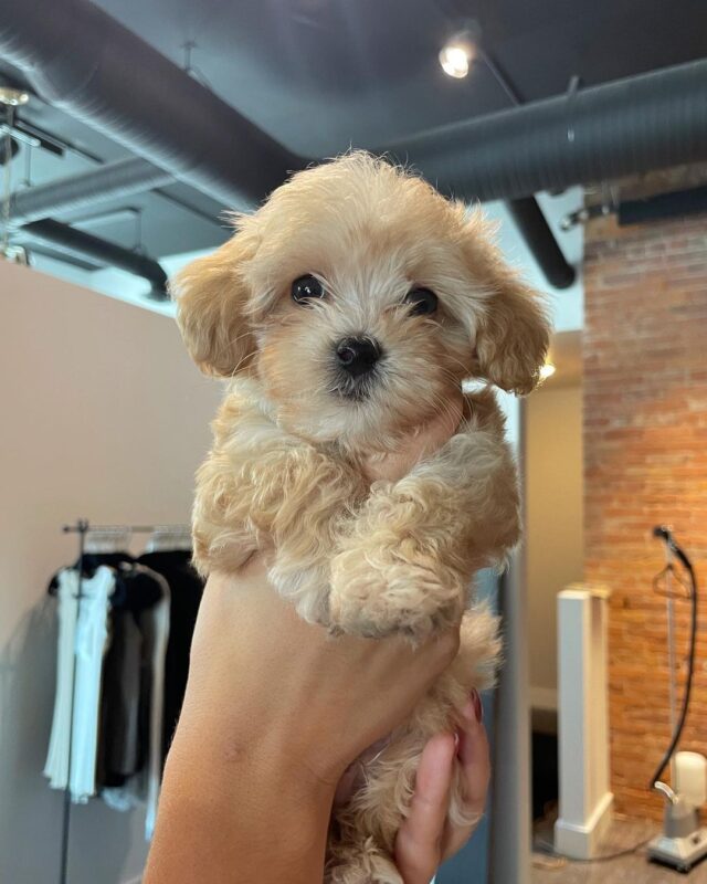 Maltipoo Puppies For Sale
