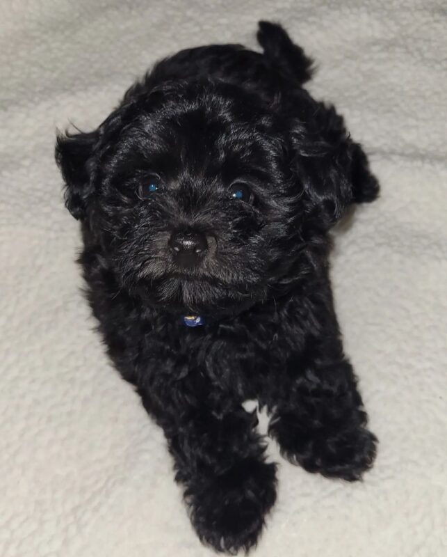 Maltipoo Puppies For Sale