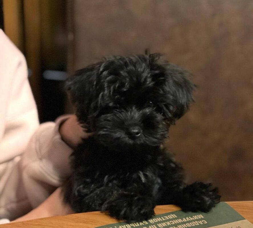 Maltipoo Puppies For Sale