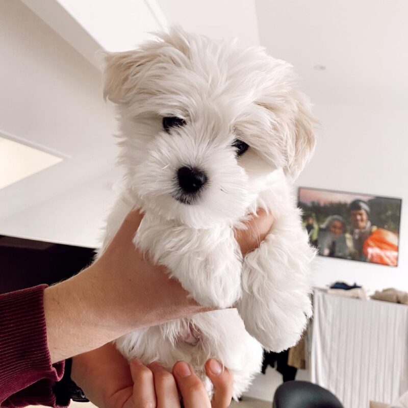 Maltipoo Puppies For Sale