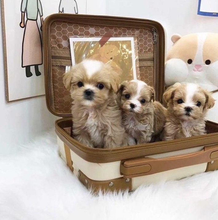 Maltipoo puppies for sale