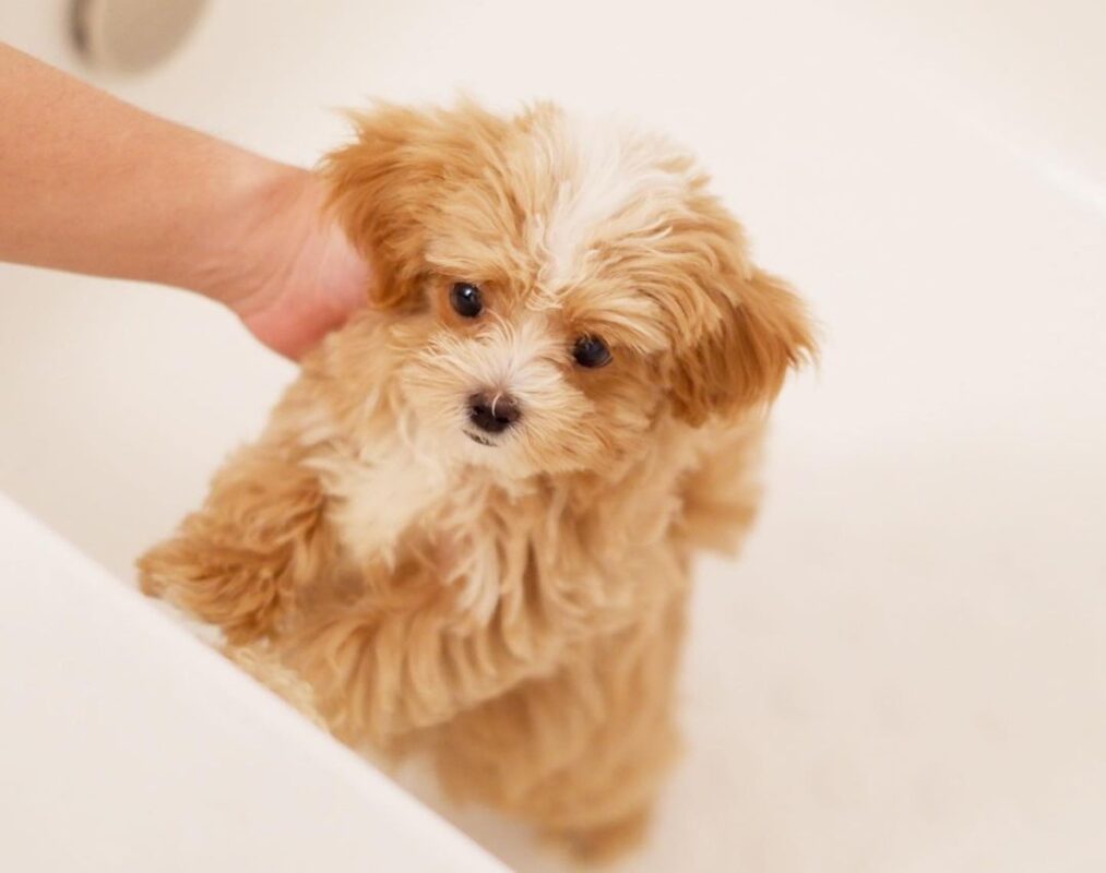 Maltipoo Puppies For Sale