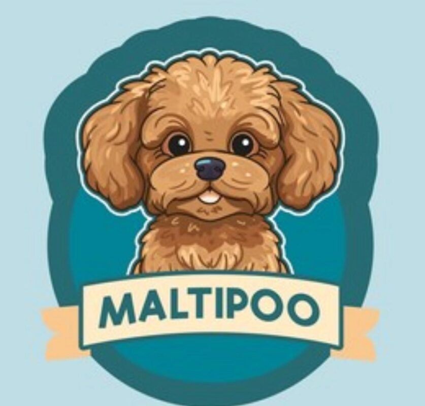 Maltipoo Puppies For Sale