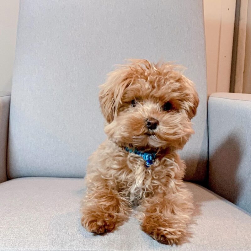 Maltipoo Puppies For Sale