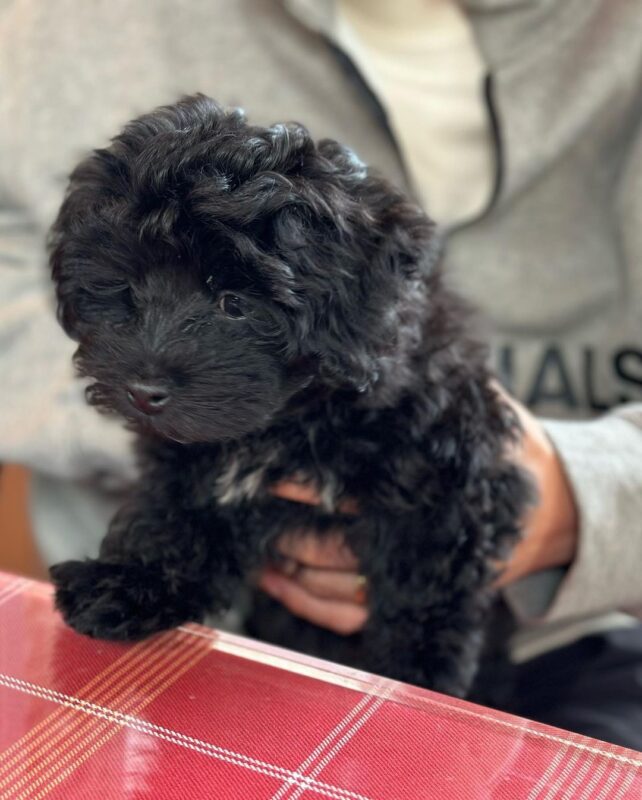 Maltipoo Puppies For Sale